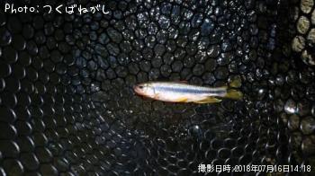 カワムツ