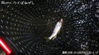 カワムツ