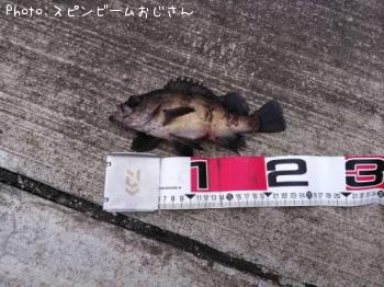 メバル