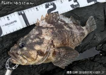 饽