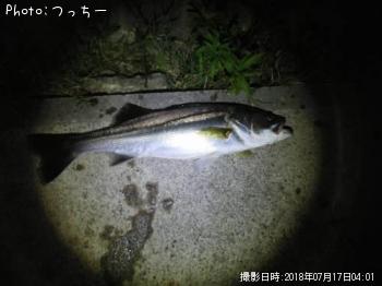 シーバス