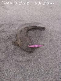 マゴチ