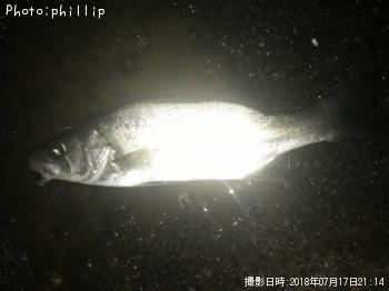 ヒラセイゴ