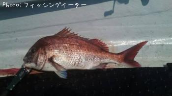 真鯛