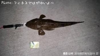 ޥ