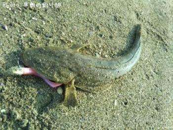 マゴチ