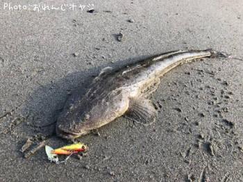 マゴチ