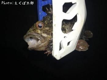 ムラソイ