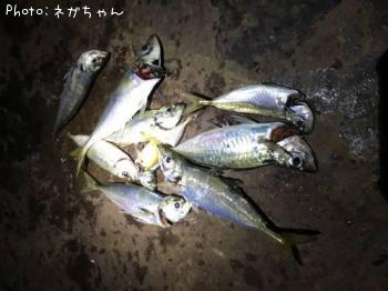 アジ
