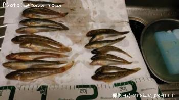 ハゼ