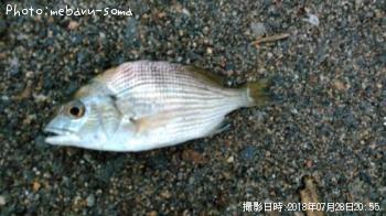 ハゼ