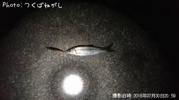 ウグイ