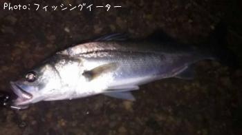 シーバス