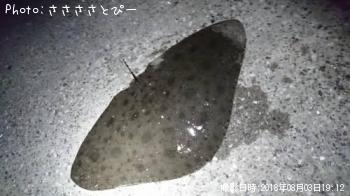 ツバクロエイ＆アカエイ