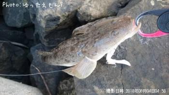 マゴチ