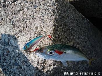 サバ