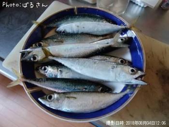 サバ