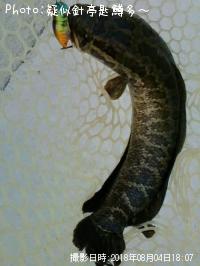 カムルチー