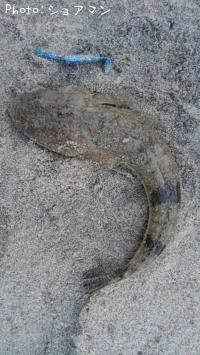 ޥ