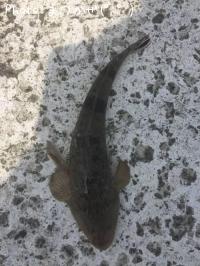 ޥ