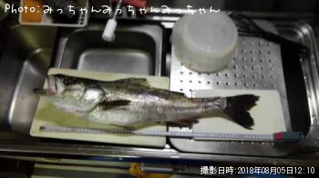 シーバス