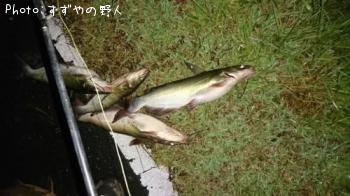 キャットフィッシュ