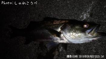 シーバス