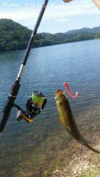 スモールマウスバス