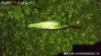 ウグイ