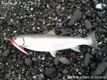 アメマス