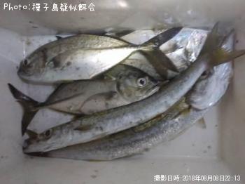 カマス