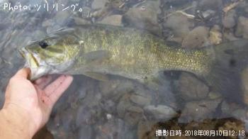 スモールマウスバス