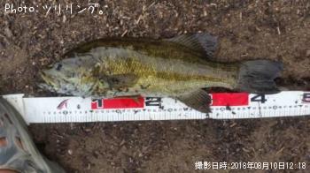 スモールマウスバス