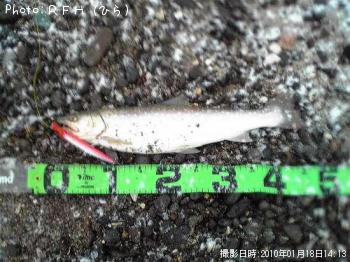 アメマス