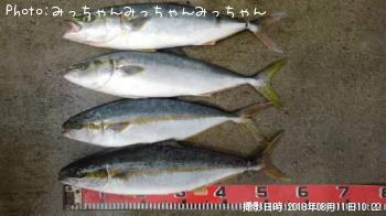 ヒラマサ