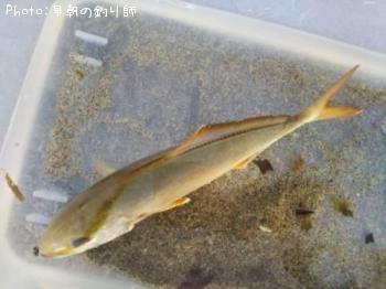 ショゴ