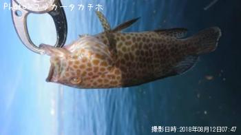 ¥ª¥ª¥â¥ó¥Ï¥¿