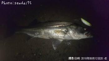 シーバス