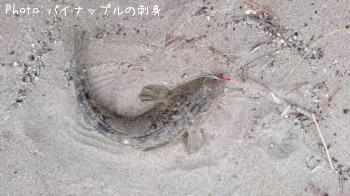マゴチ