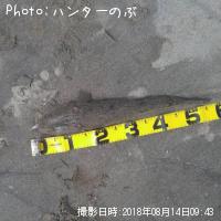 マゴチ