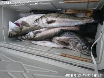 シーバス