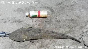 ޥ