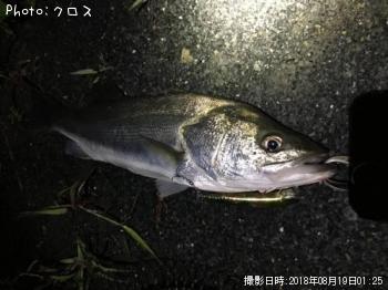 シーバス