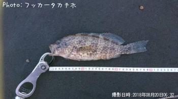 オオモンハタ