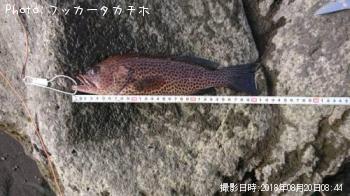 オオモンハタ