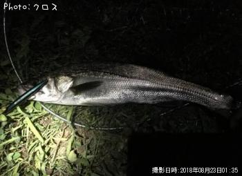 シーバス