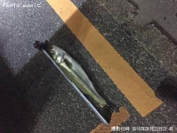シーバス