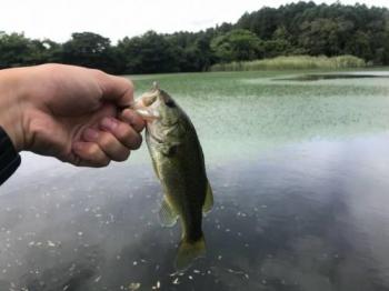 ブラックバス