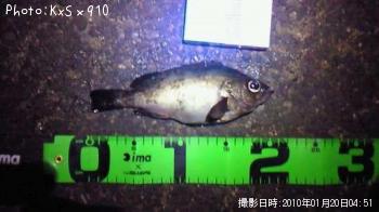 メバル