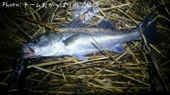 シーバス